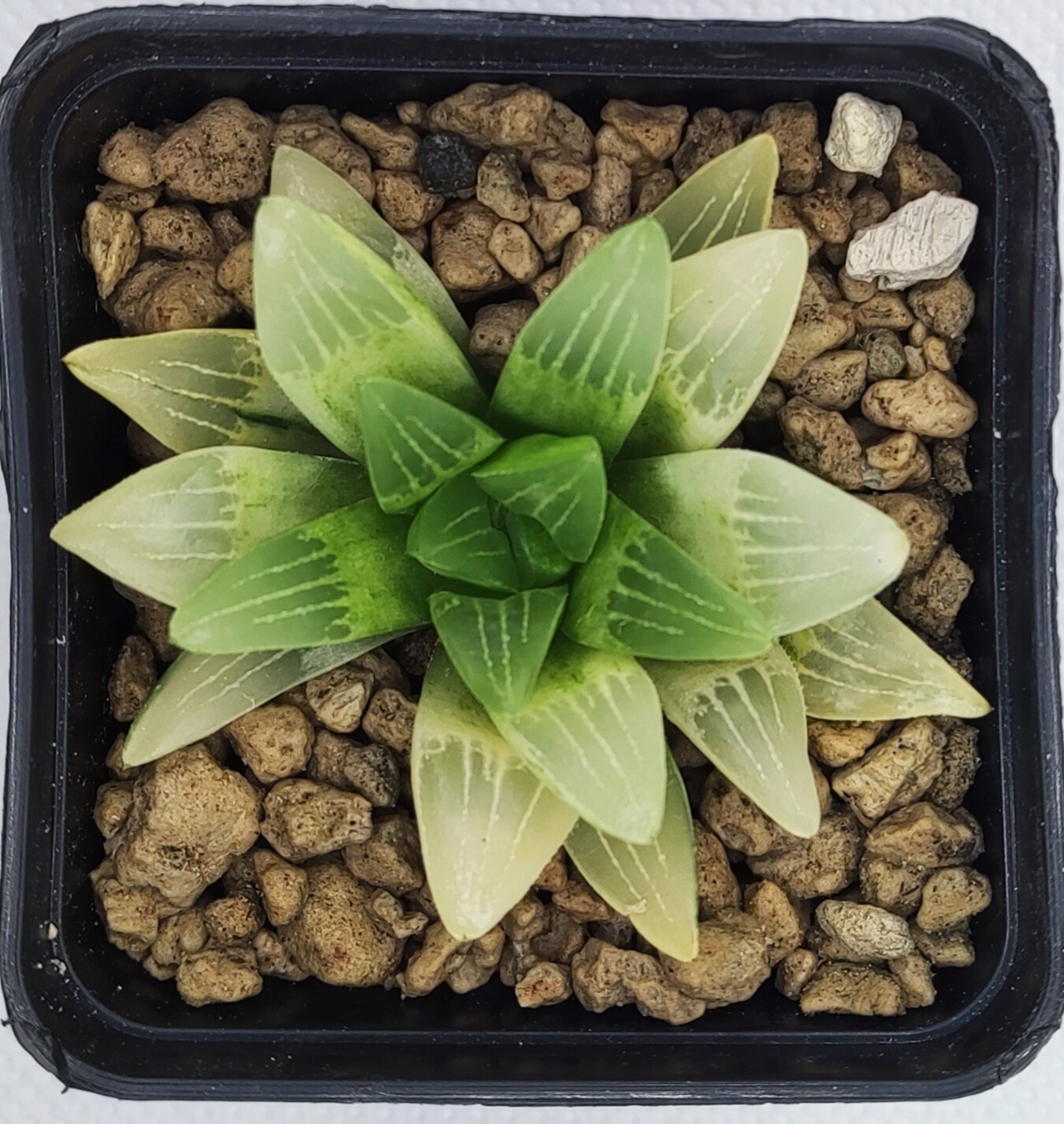 Haworthia yellow light