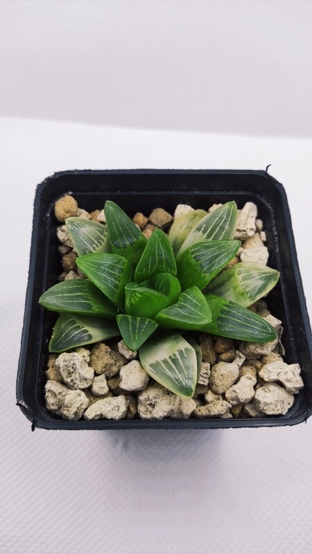 Haworthia rein light