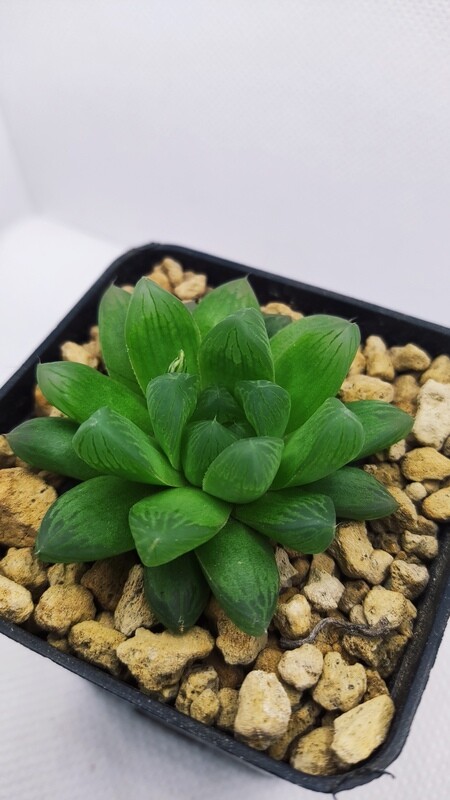 Haworthia Cooperi Bold cop