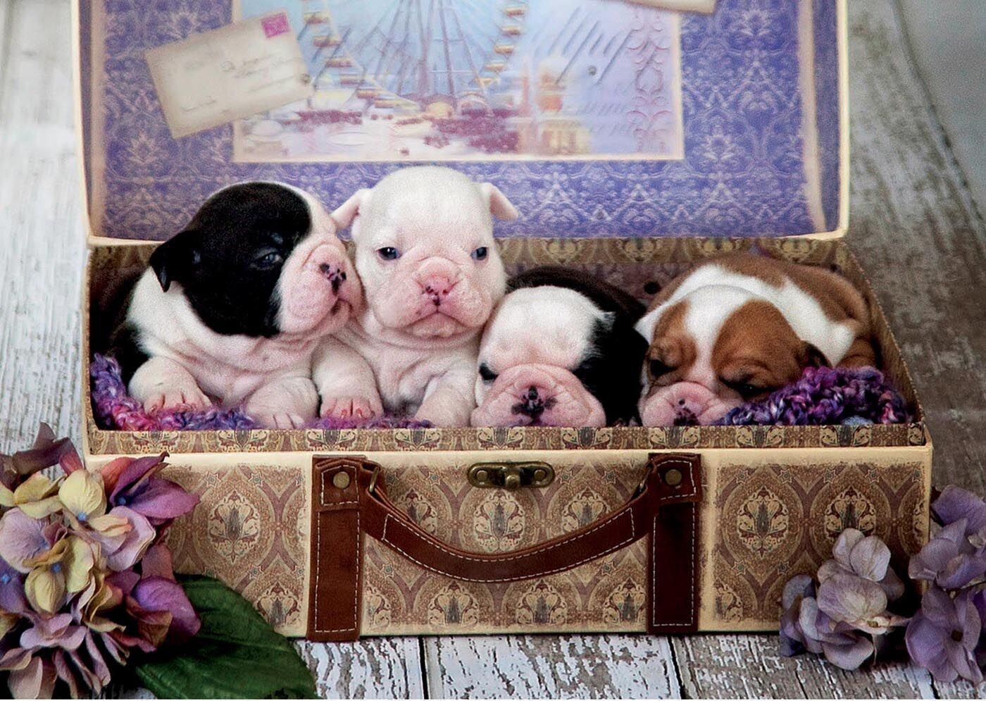 500 Cachorros
