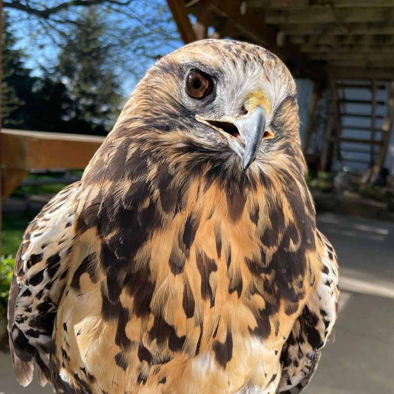 Sponsor Denali the Rough-legged Hawk TEST - DO NOT PURCHASE