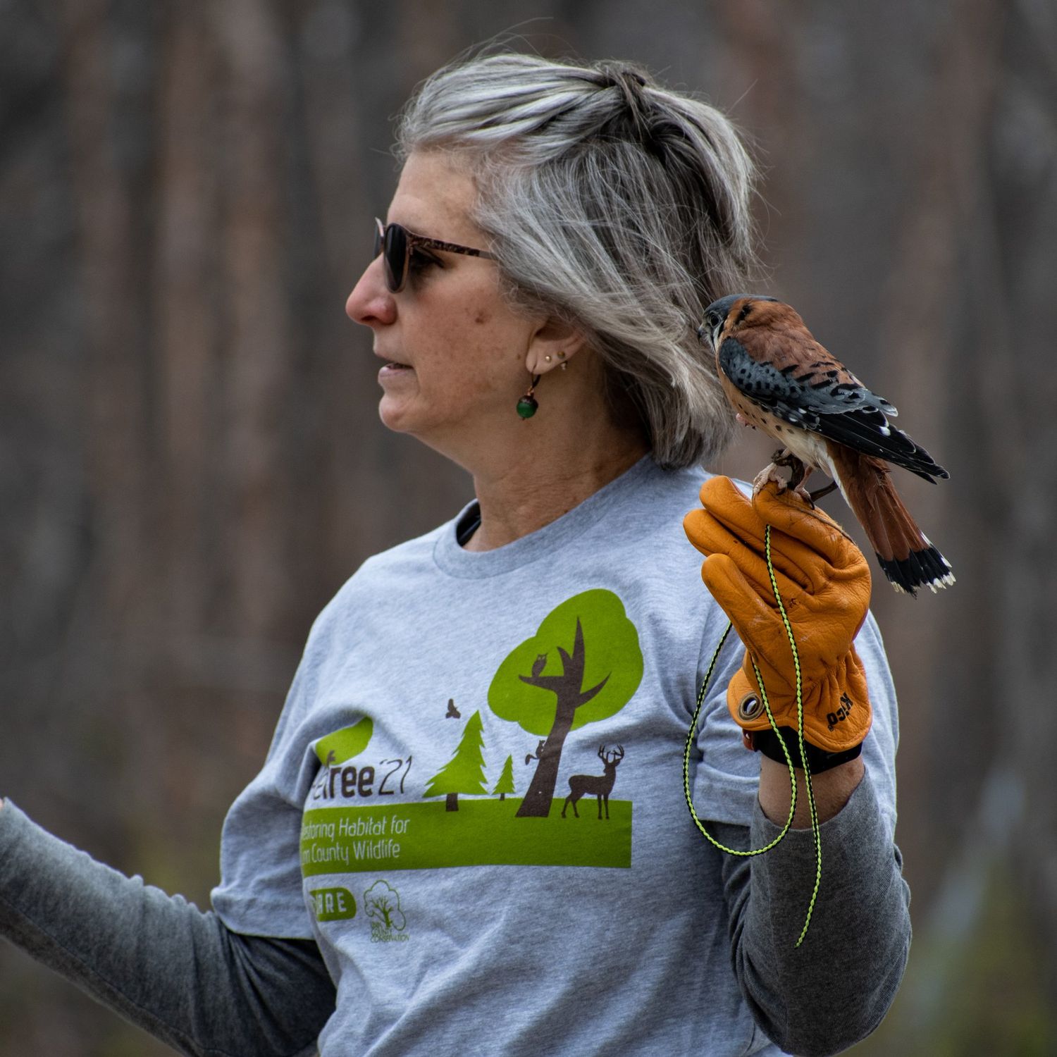 Sponsor Killy the American Kestrel TEST - DO NOT PURCHASE