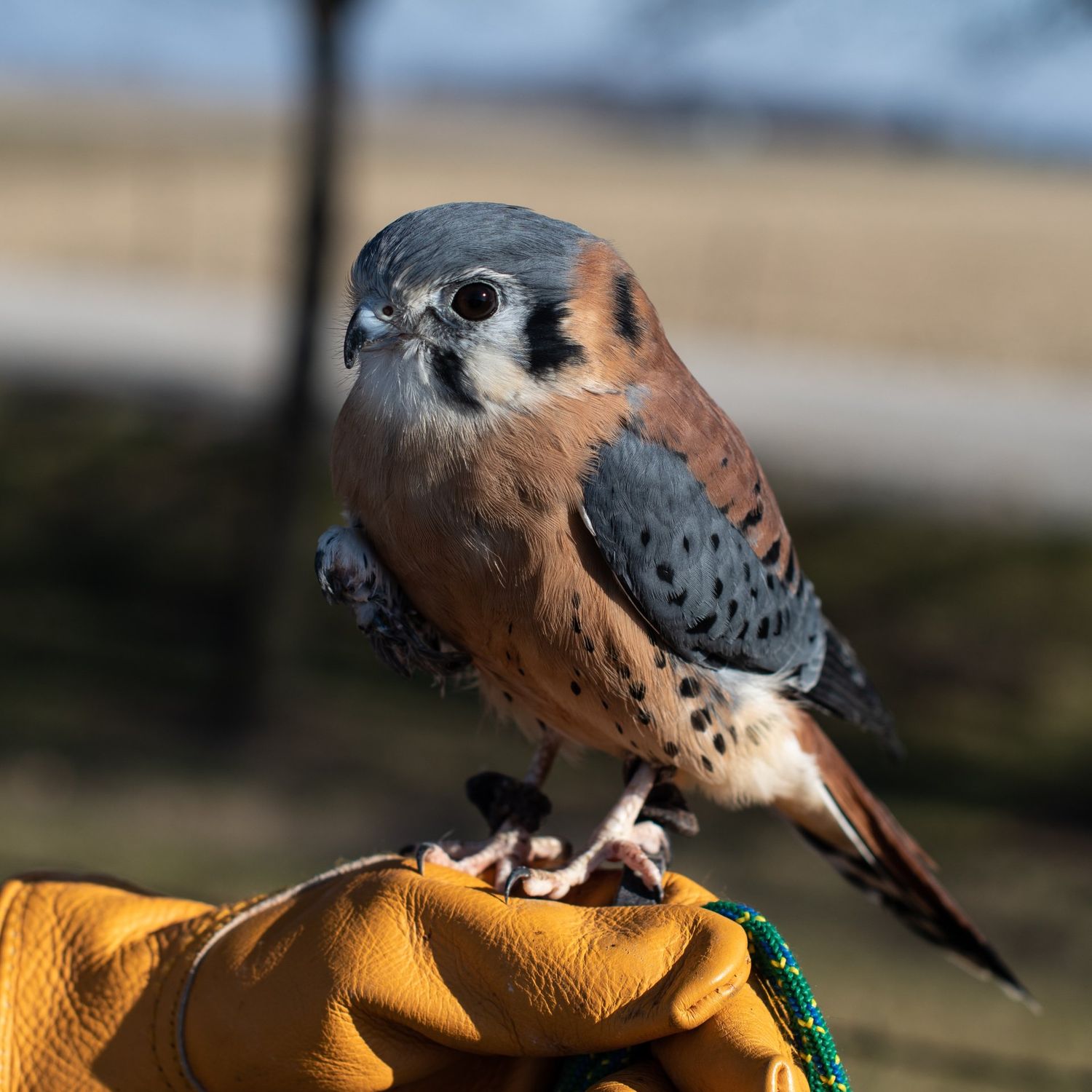 Sponsor Killy the American Kestrel Sponsor Killy the American Kestrel