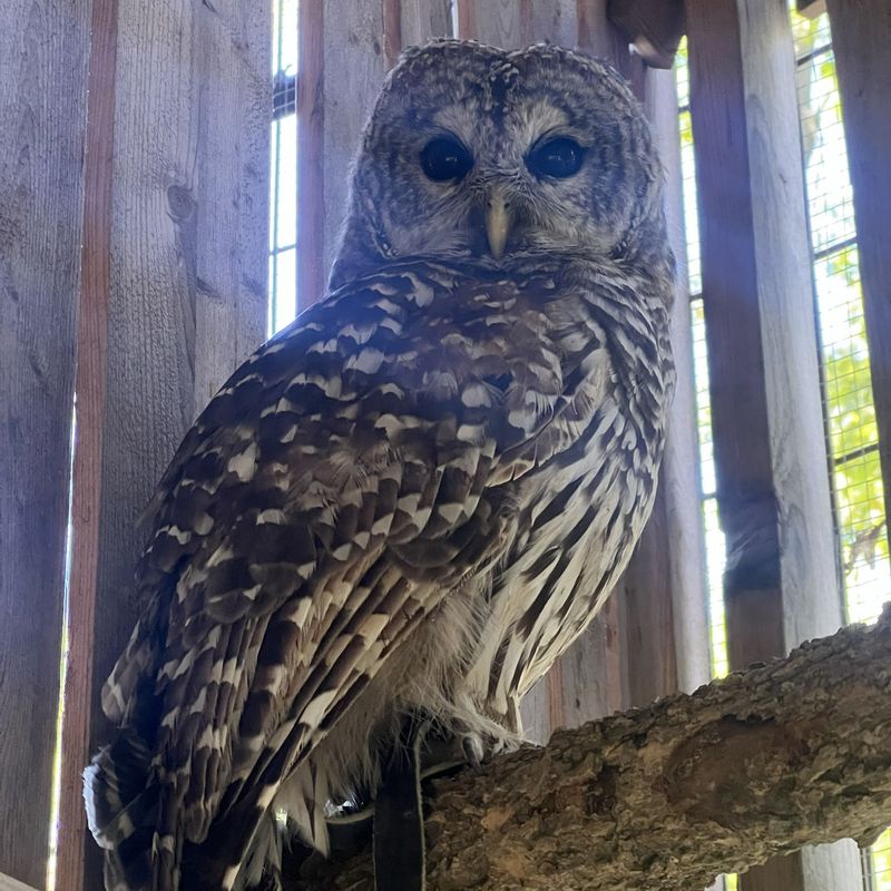 Sponsor Bog the Barred Owl TEST - DO NOT PURCHASE