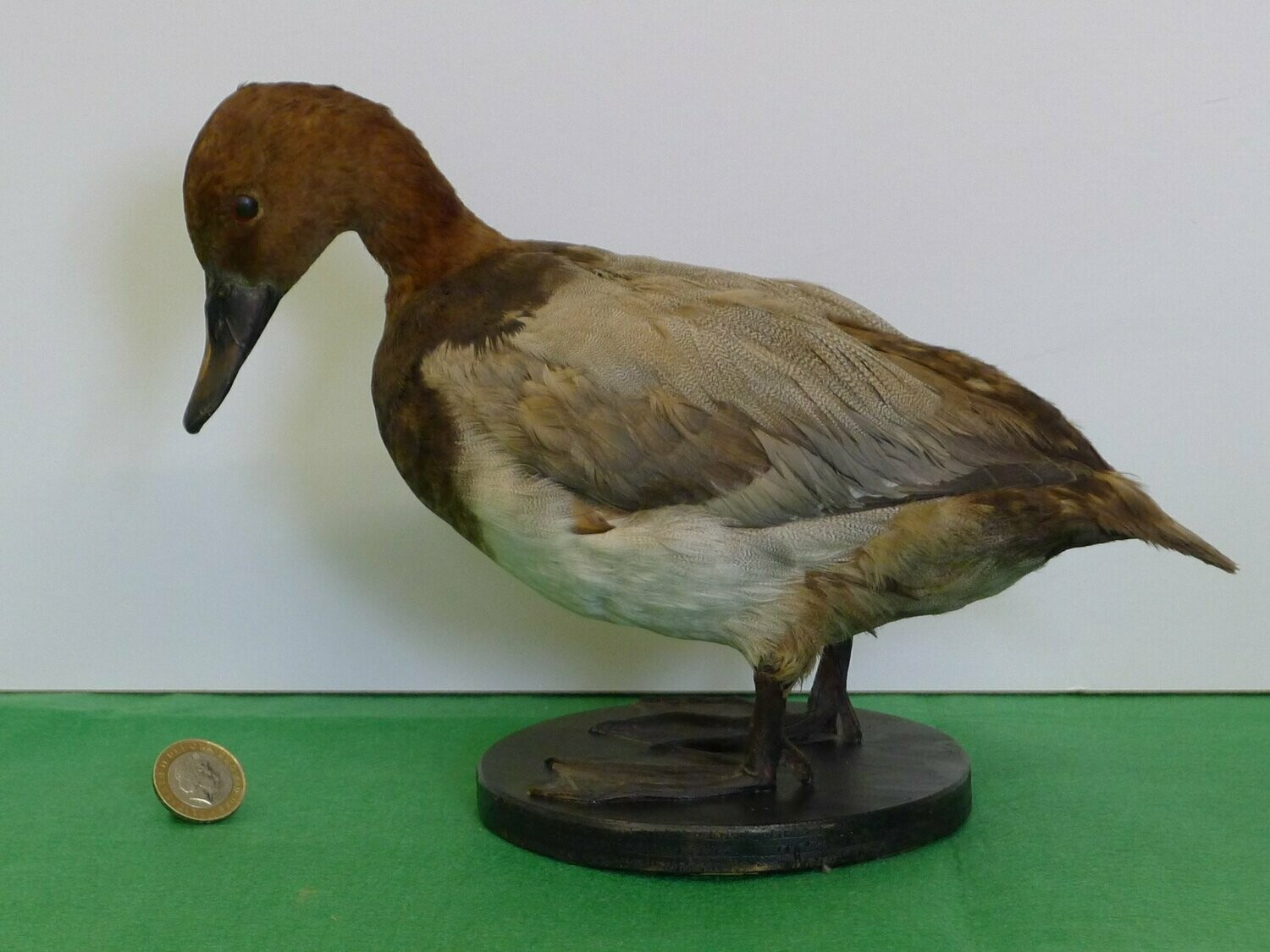 ​Duck or Teal - Taxidermy SOLD