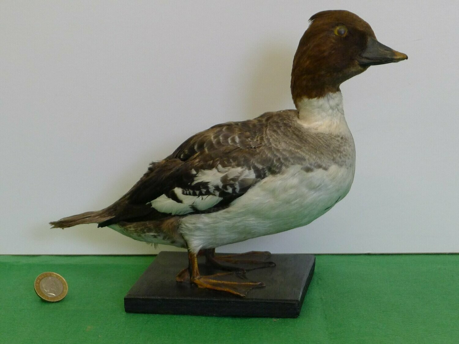 ​Duck or Teal - Taxidermy SOLD