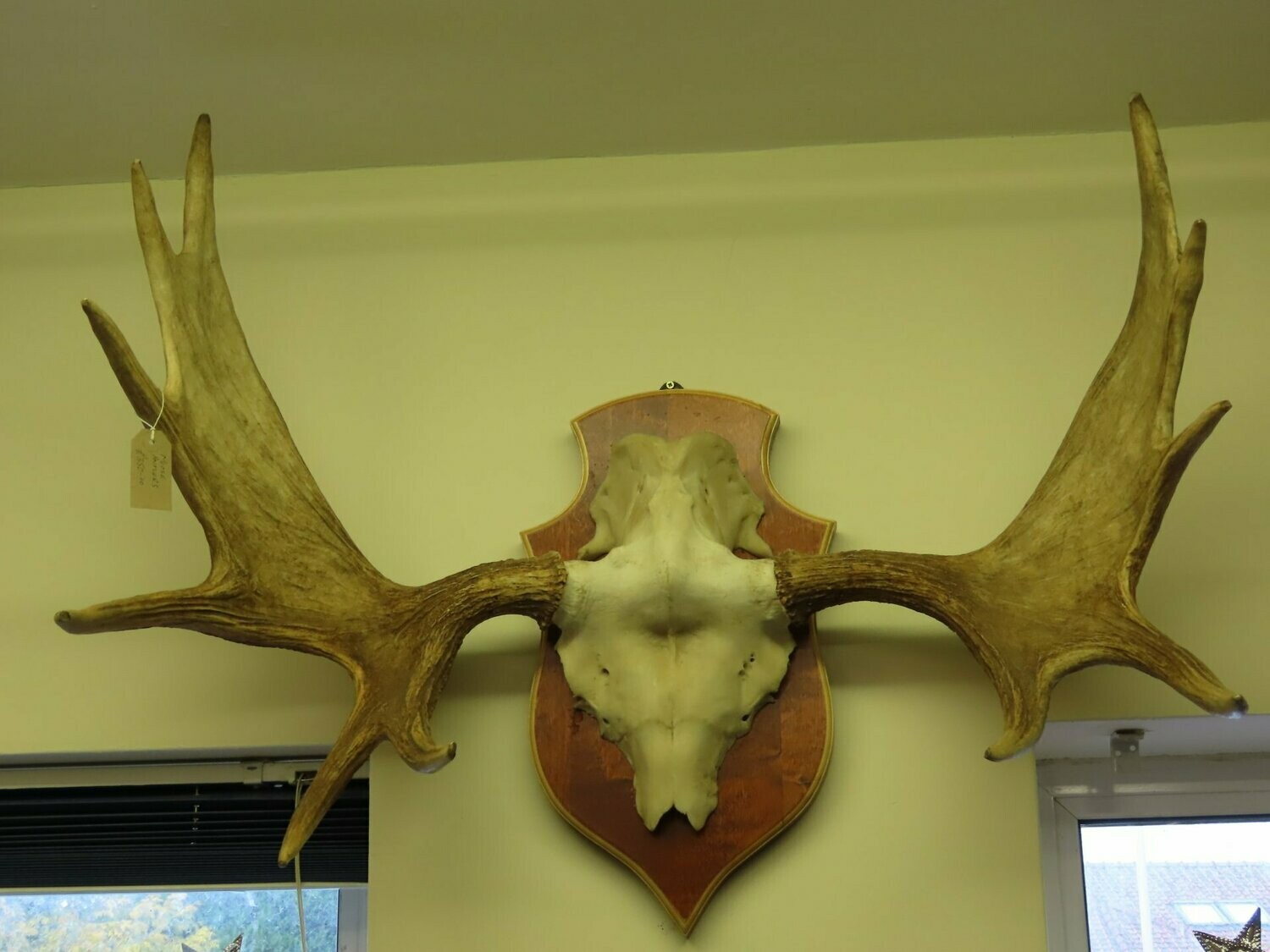 Enormous Moose horns trophy.  SOLD