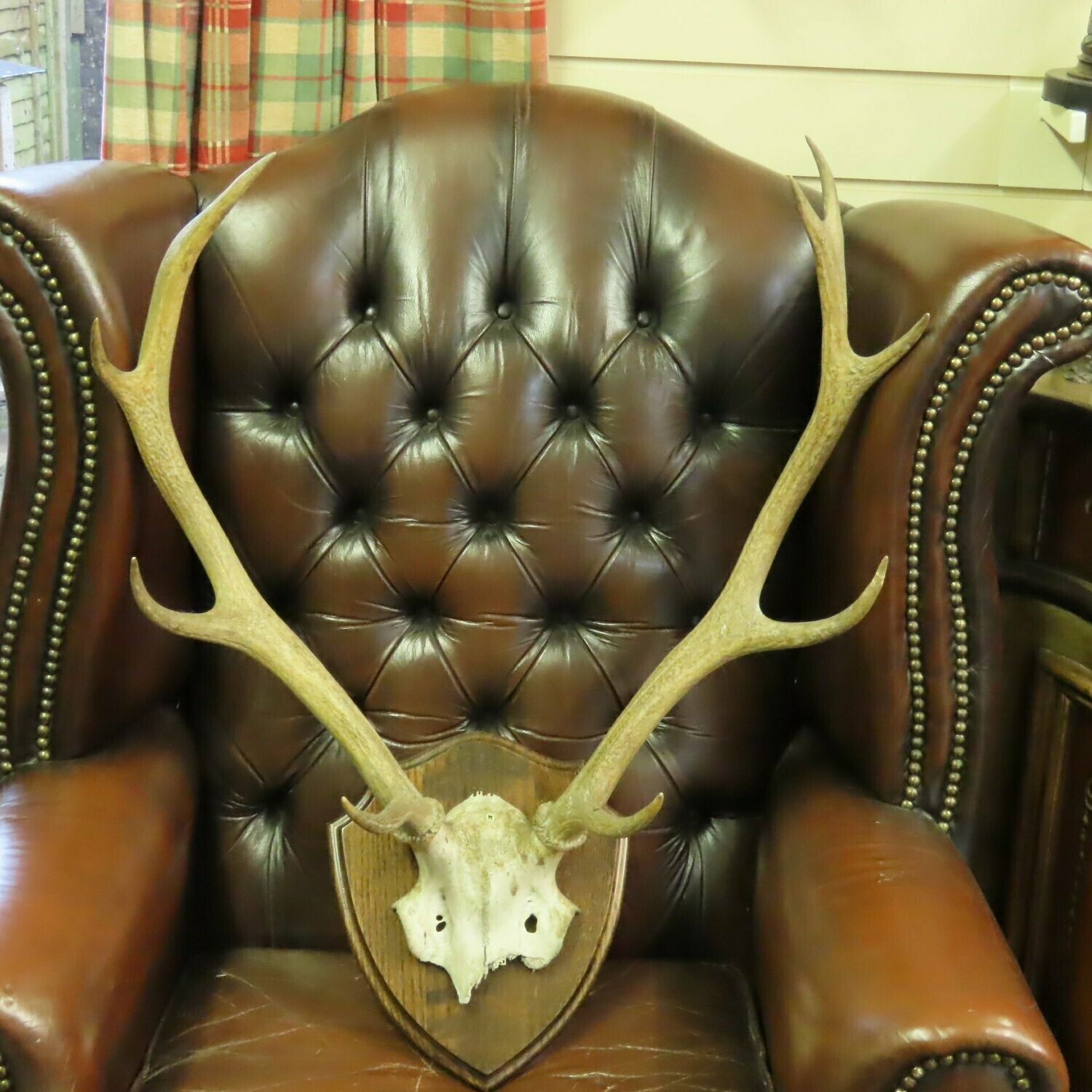 Red Deer Antlers Mounted on Wood Shield. 
                                SOLD