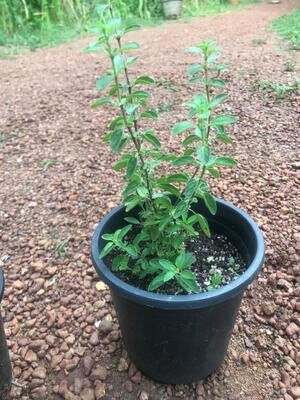 Italian Oregano - Small Pot