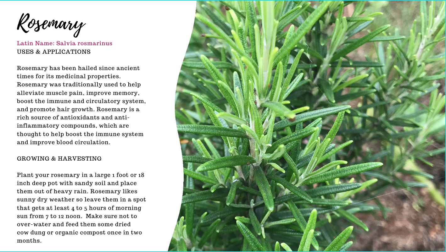Rosemary Plant In Hindi