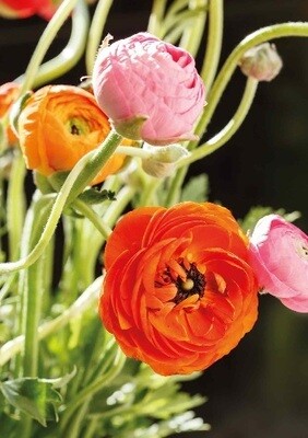 Ranonkel oranje roze