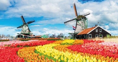 Tulpenveld met molens
