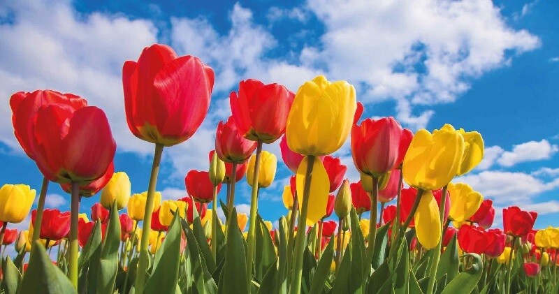 Tulpen in het veld