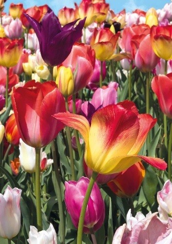 Tulpen