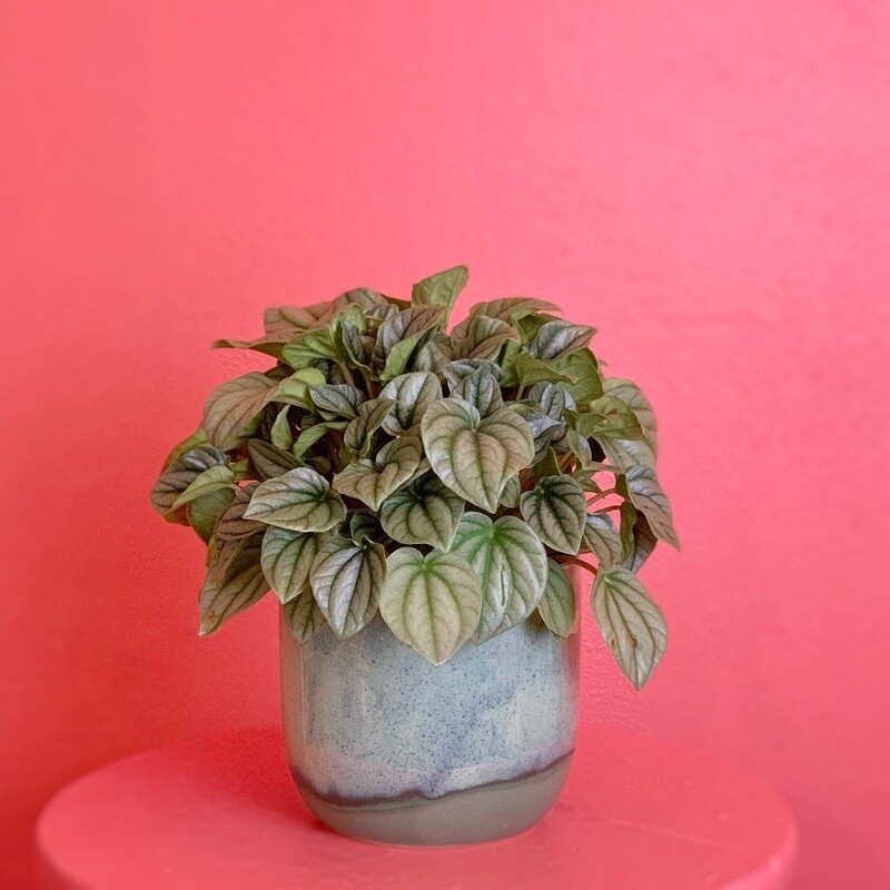 5" Peperomia Frost
