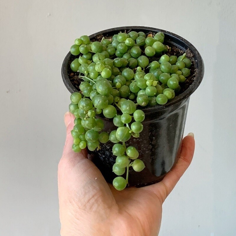 4" String of Pearls