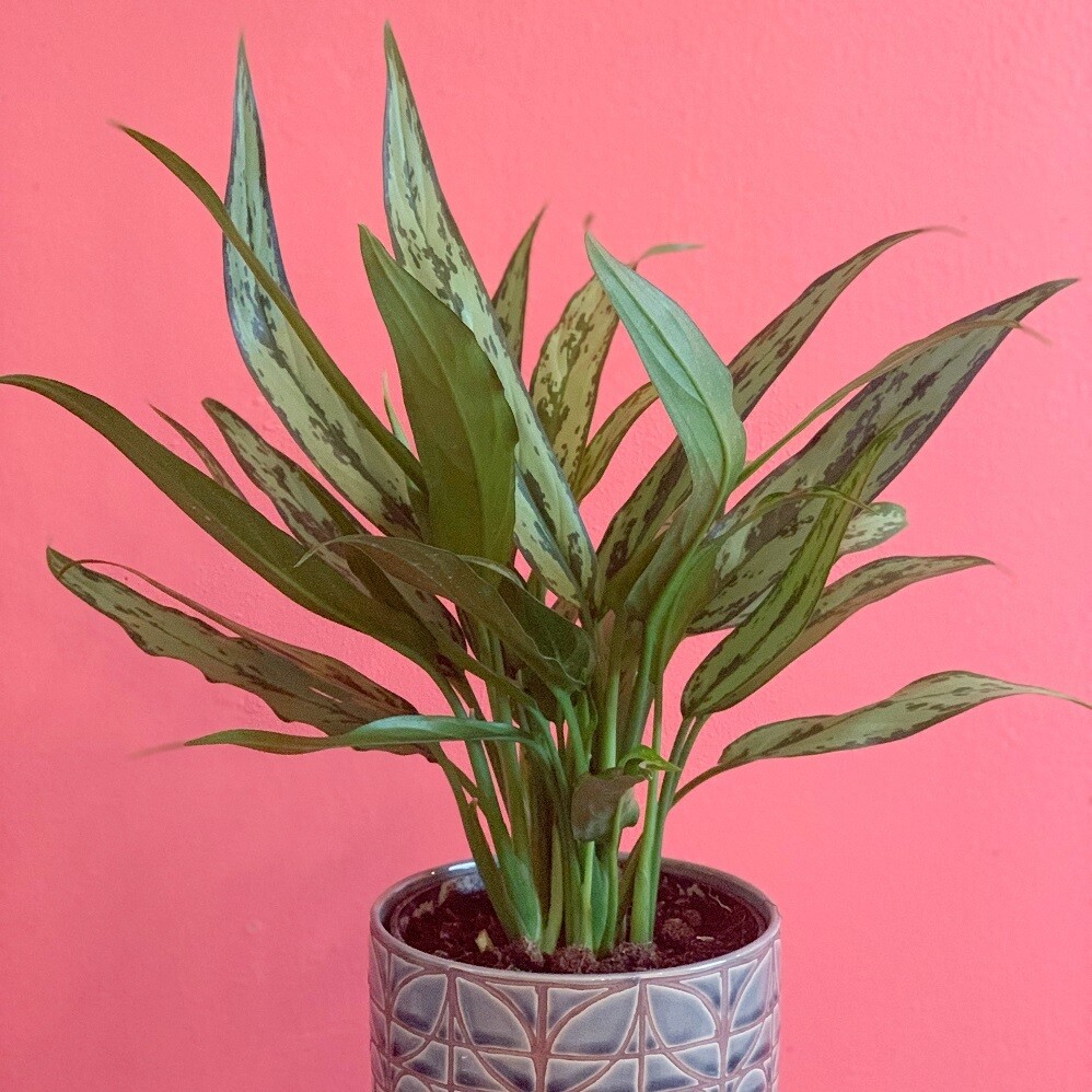 6&quot; Aglaonema Cutlass