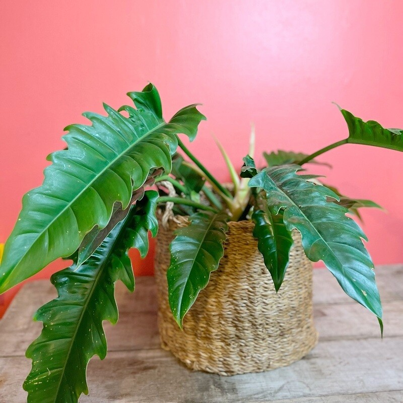 10" Philodendron Jungle Boogie