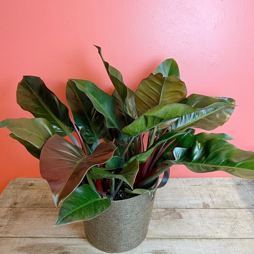10" Philodendron Imperial Red