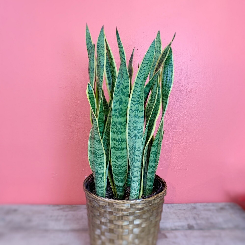 10&quot; Sansevieria Larentii