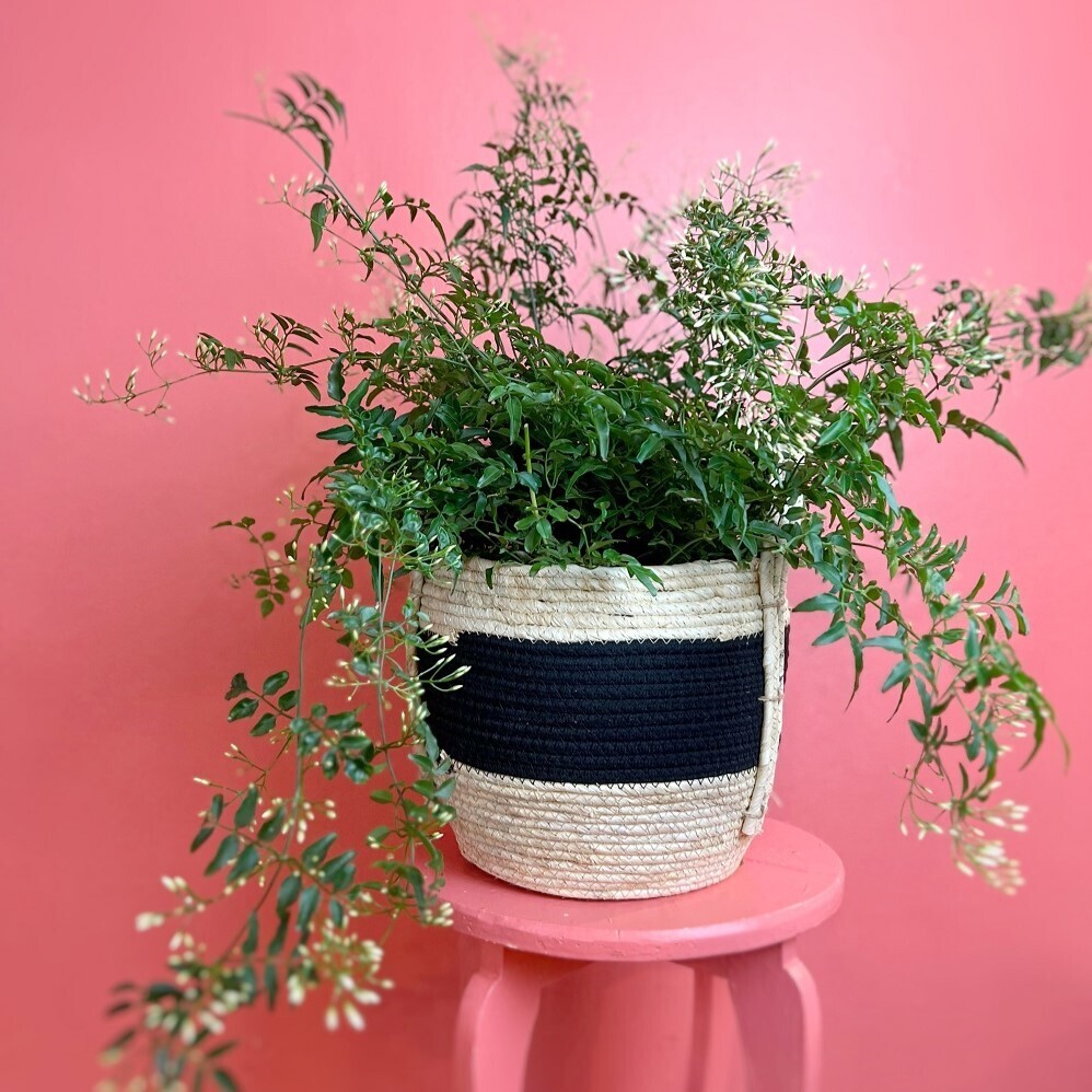 10&quot; Jasmine Vine