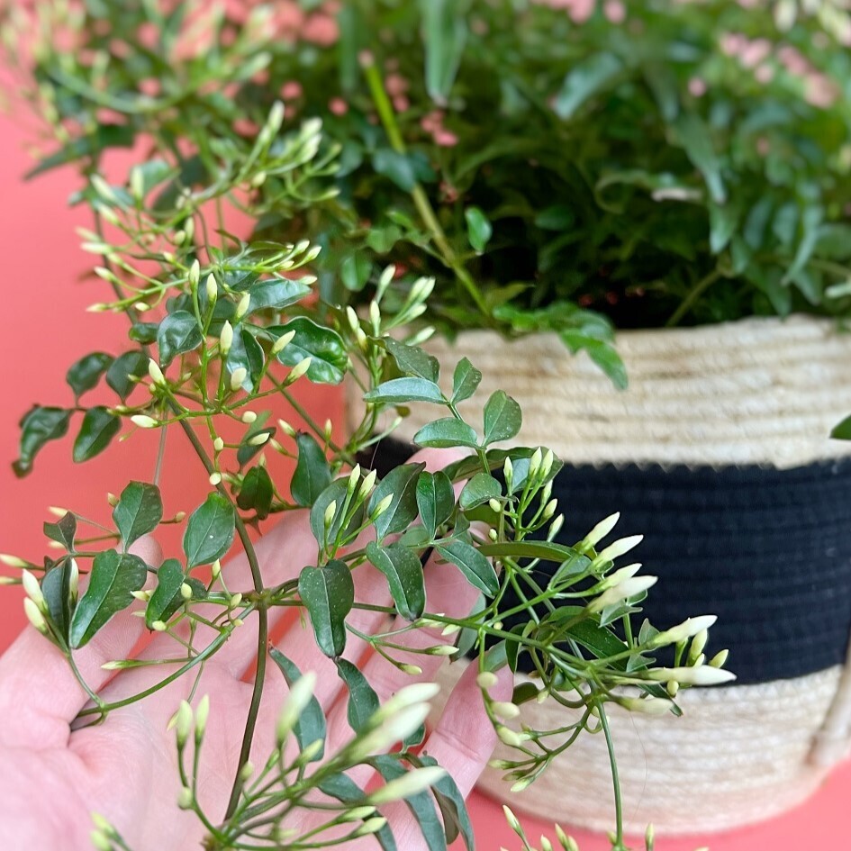 10" Jasmine Vine