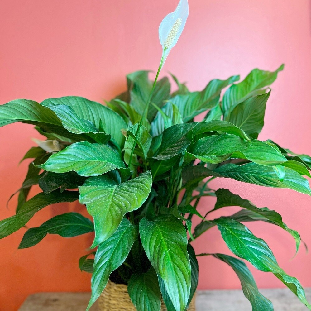 10&quot; Spathiphyllum Peace Lily