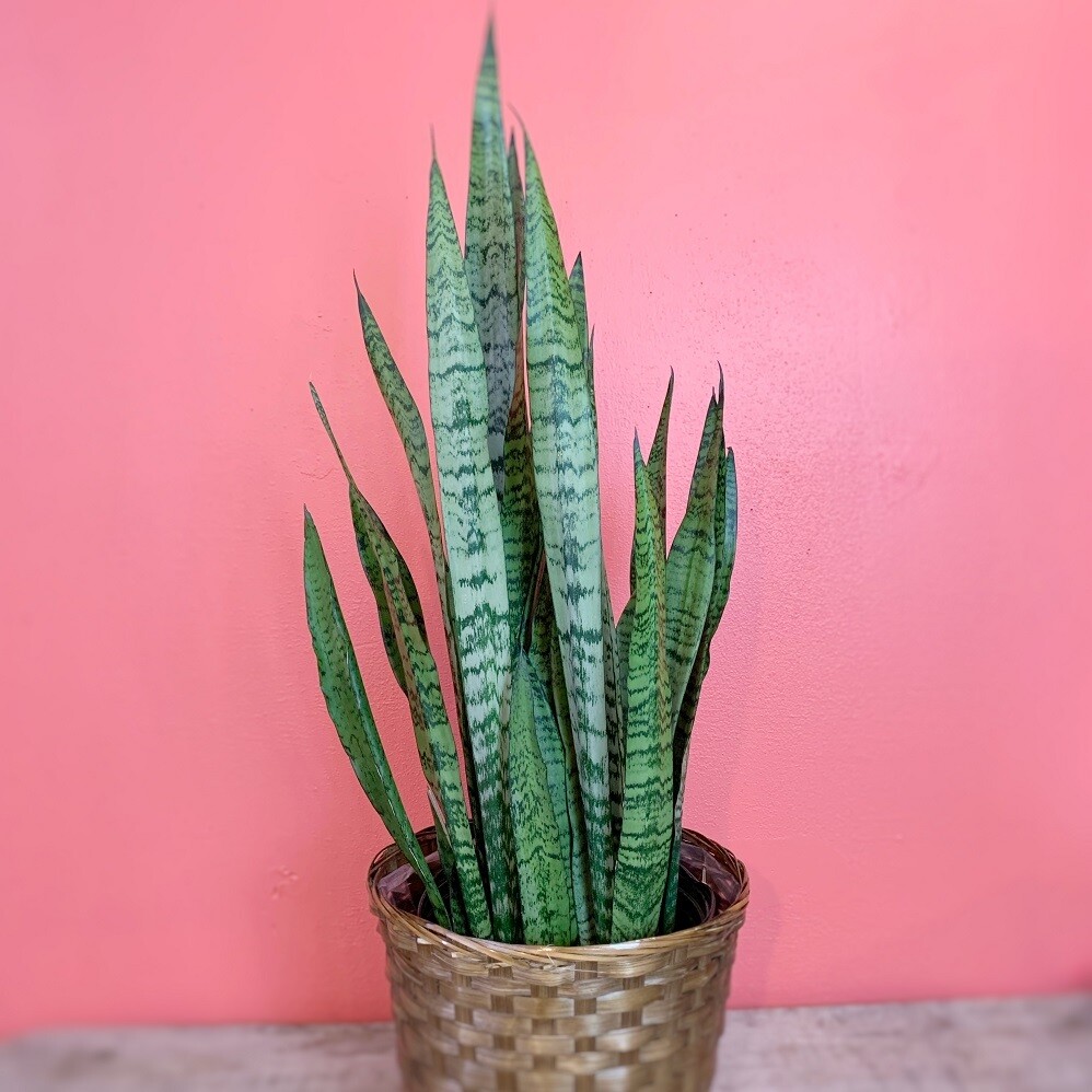 10&quot; Sansevieria Zeylanica