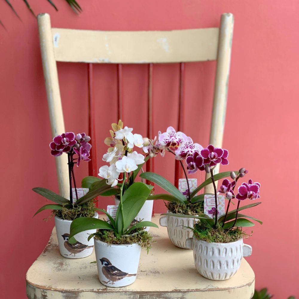 2.5&quot; Mini Phalaenopsis Orchids