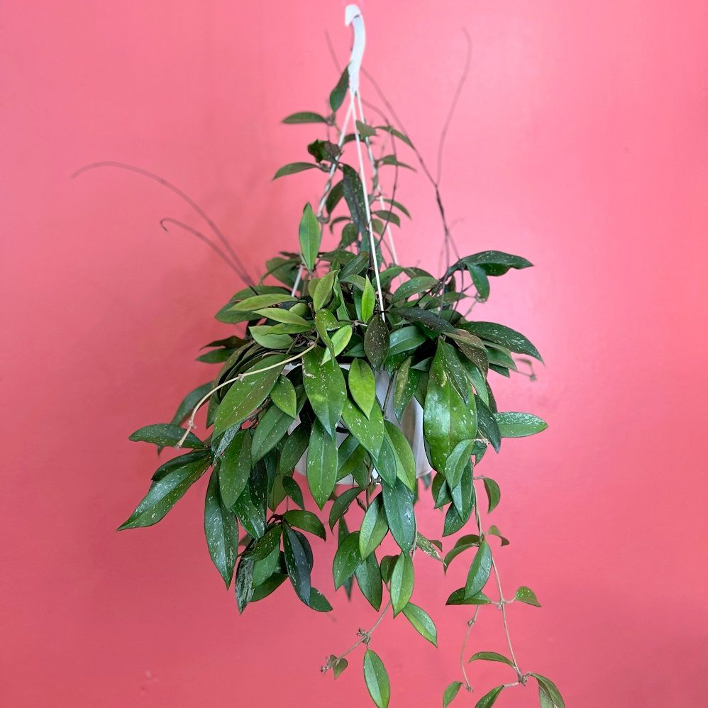 10&quot;hb Hoya Pubicalyx
