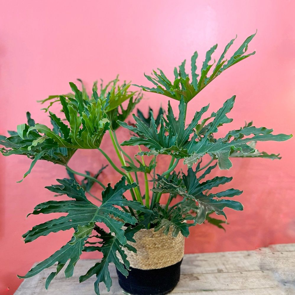 10&quot; Philodendron Lickity Split