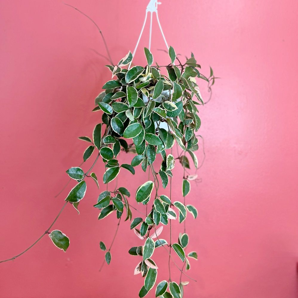 8&quot;hb Hoya Krimson Queen