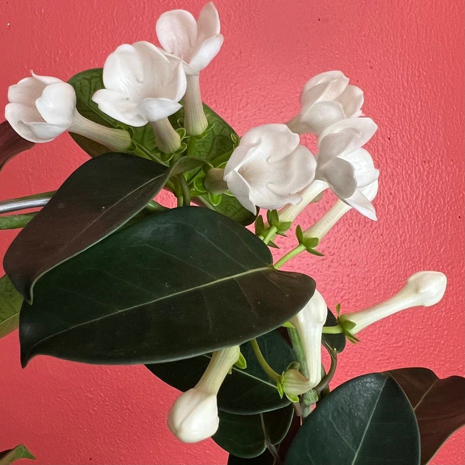 5" Stephanotis Hoop