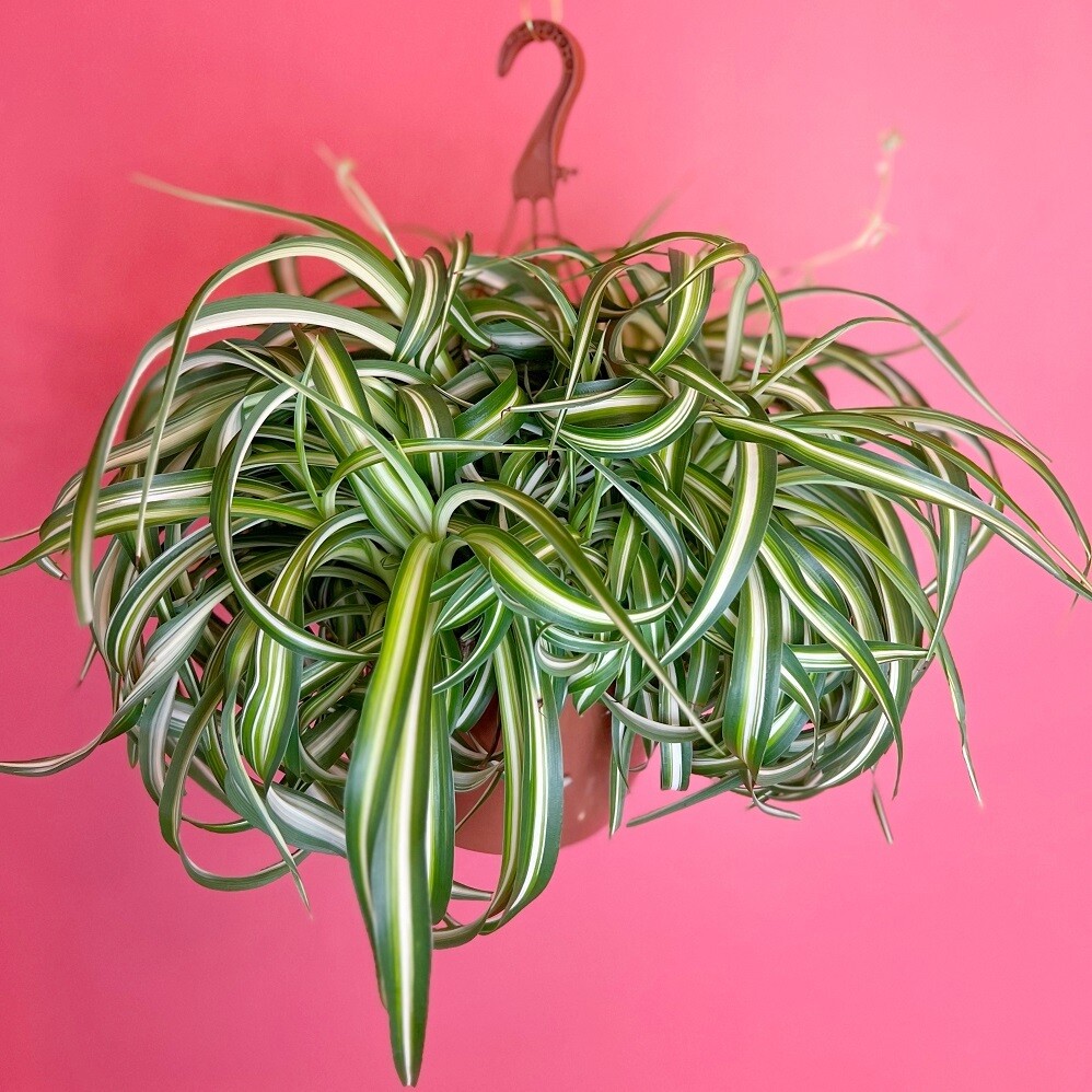 8" Spider Plant Curly Bonnie