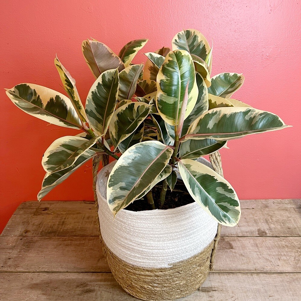 10" Ficus Elastica Rubber Tineke