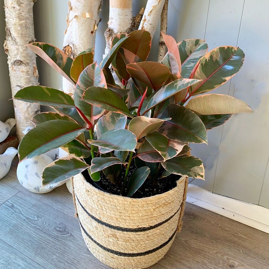 10" Ficus Elastica Rubber Ruby Red
