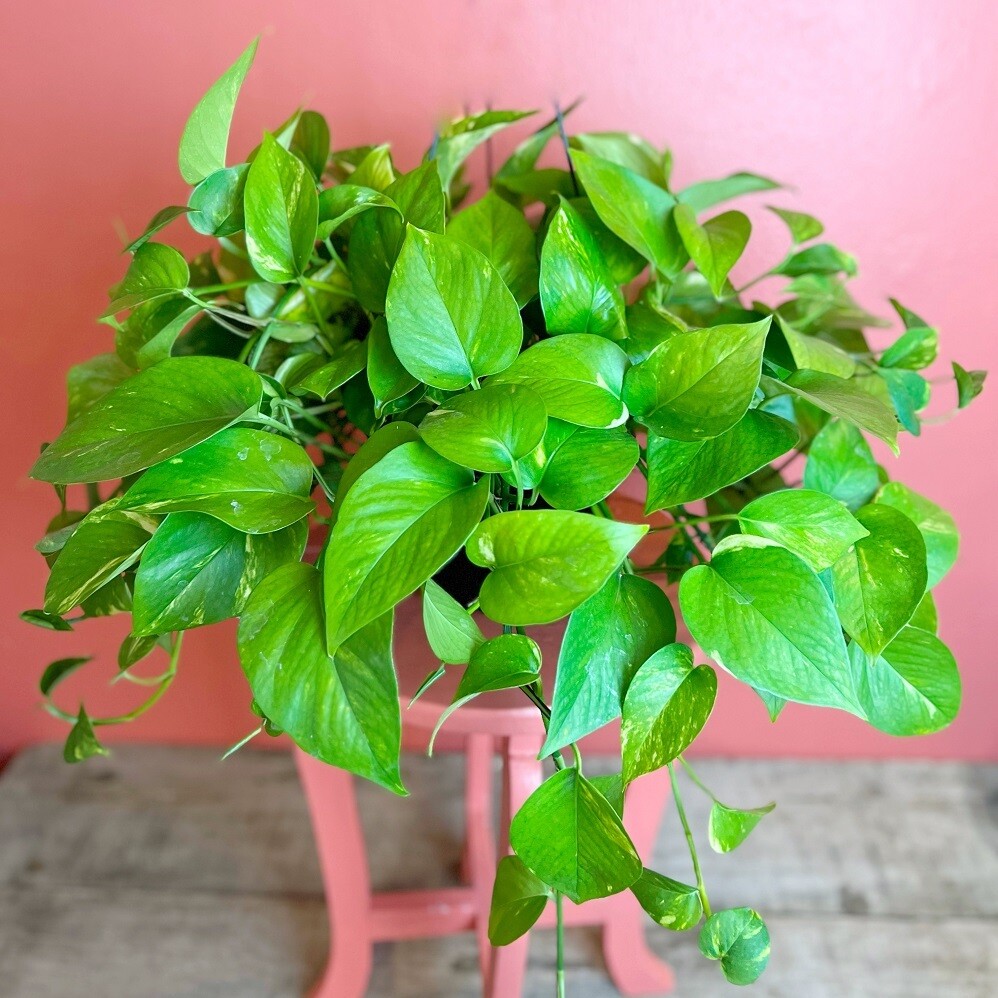 8"hb Golden Pothos