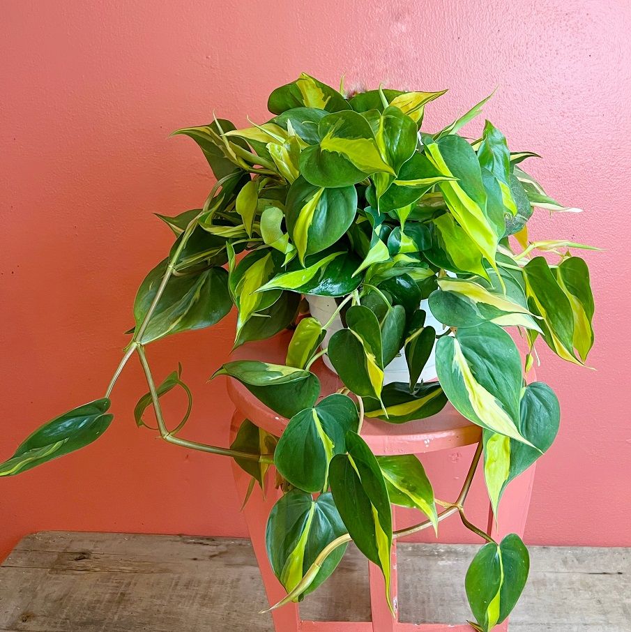 8"hb Philodendron Brasil