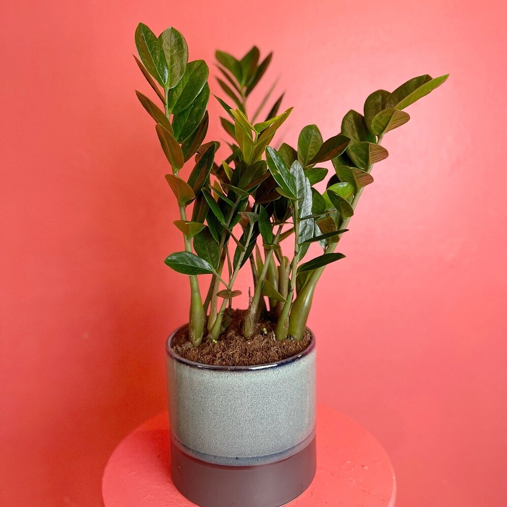 6" ZZ Plant