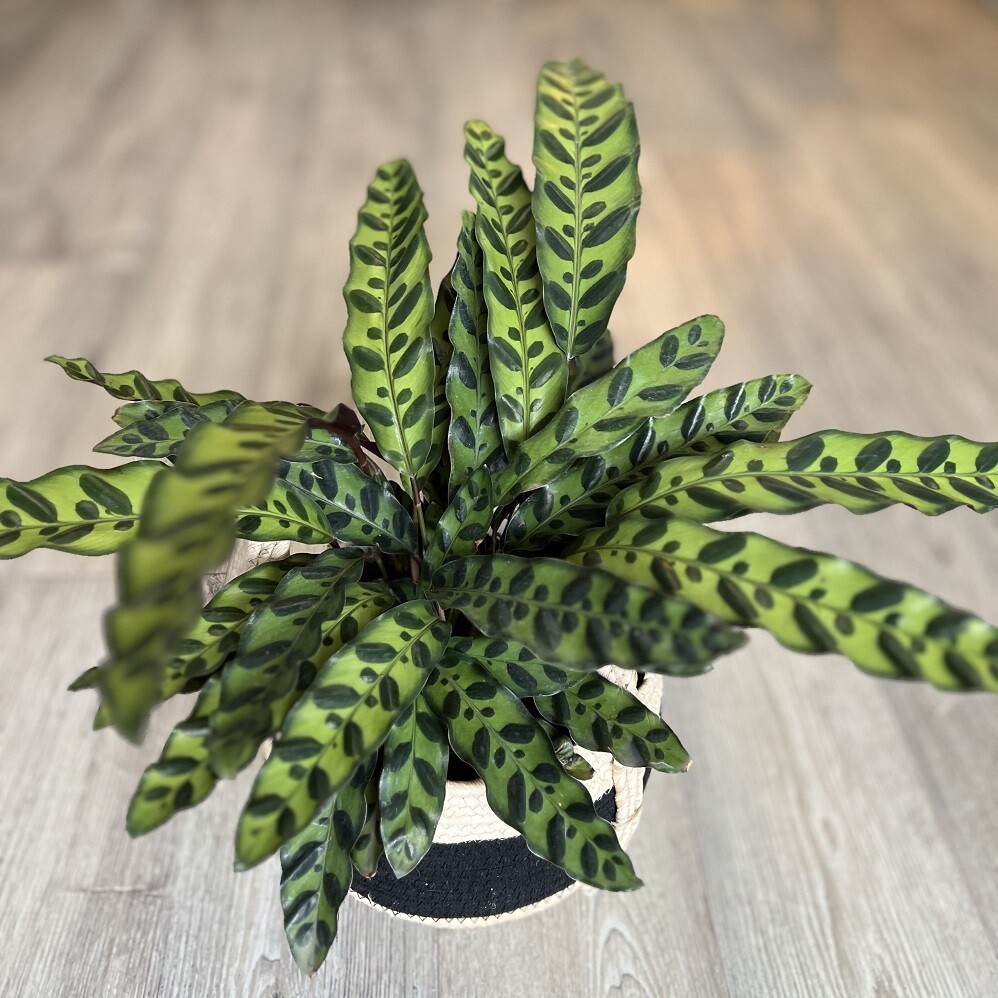 6" Calathea Rattlesnake