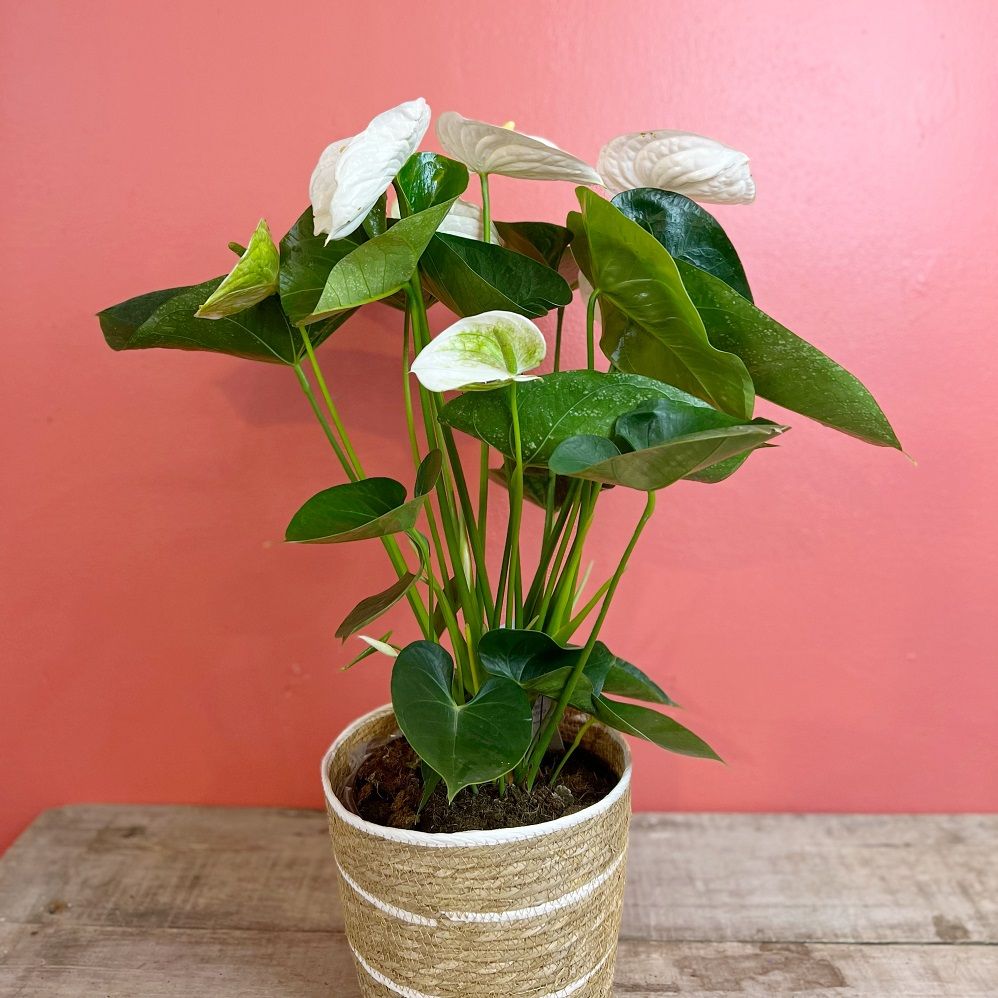 8' Anthurium