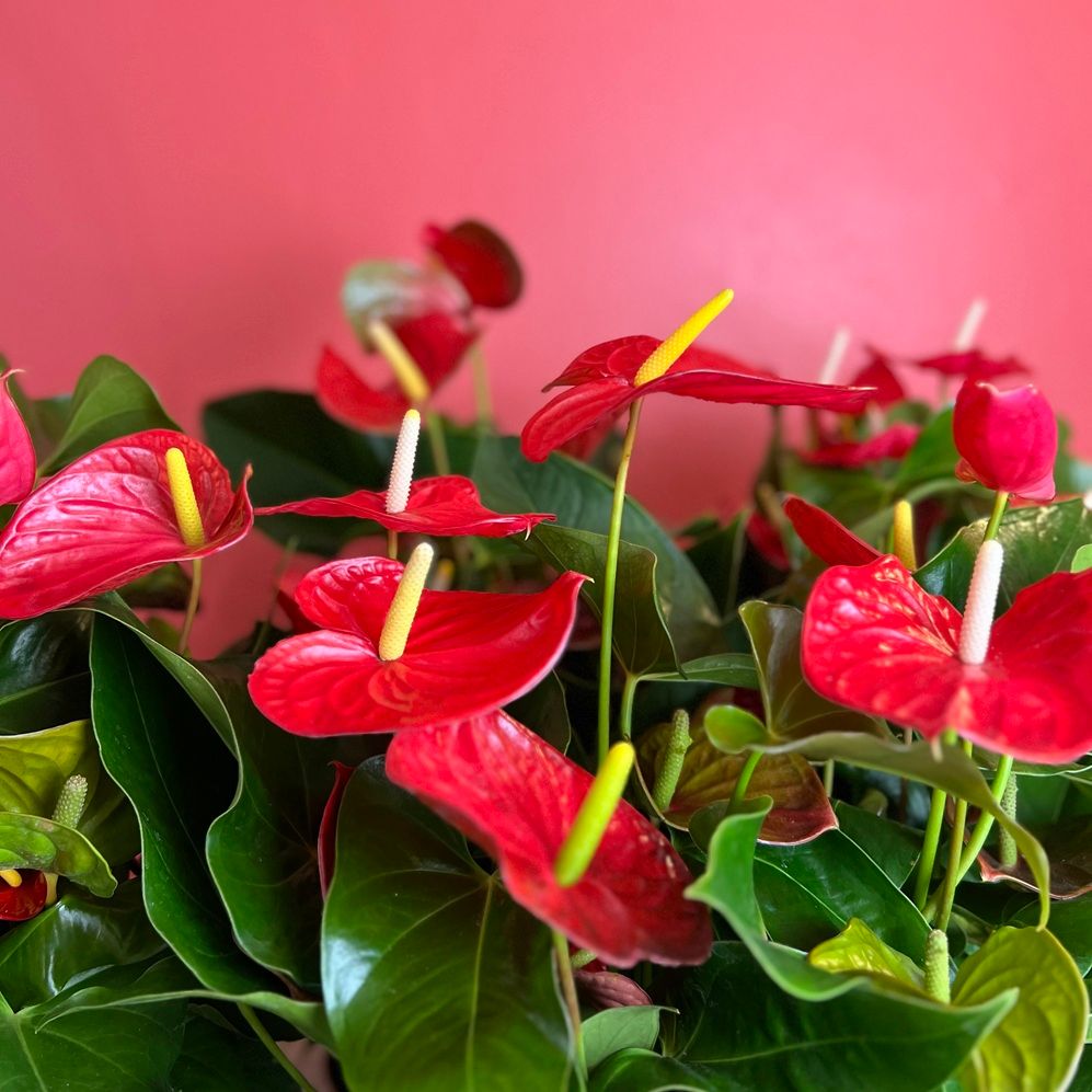 8' Anthurium