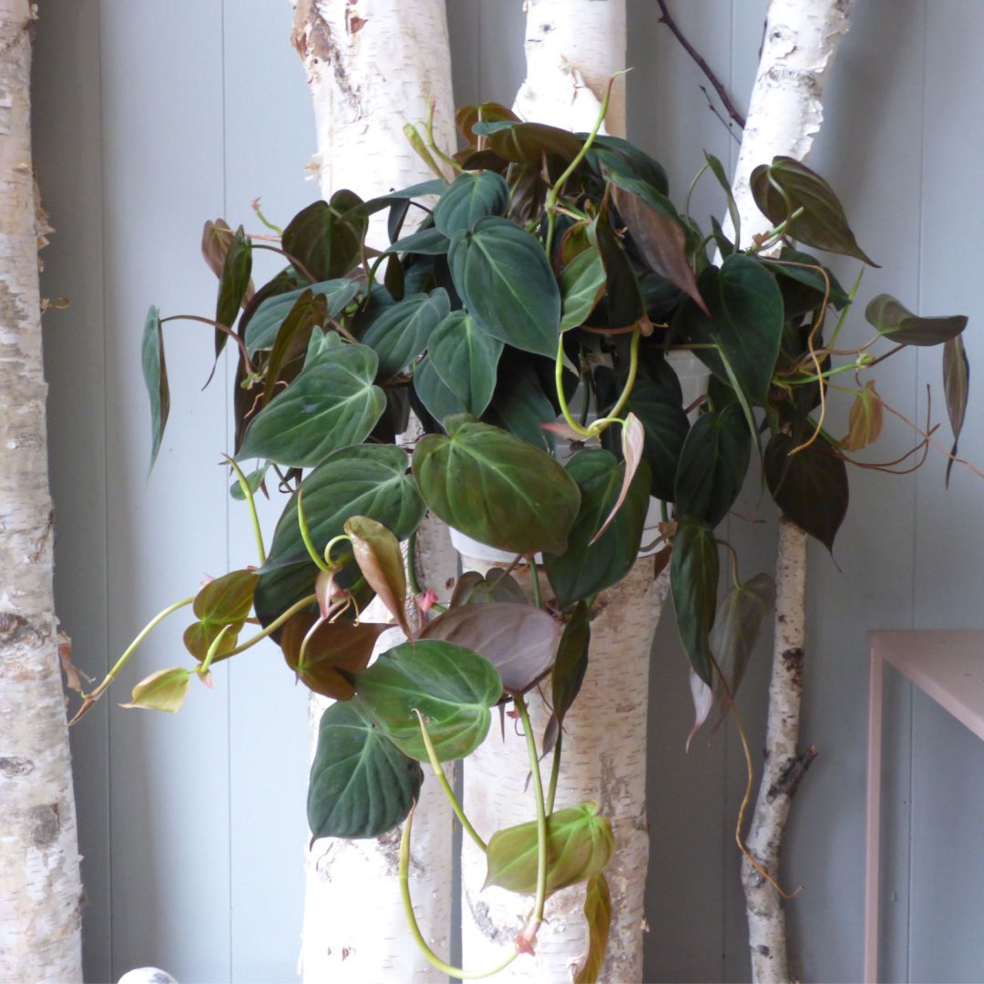 8"hb Philodendron Micans
