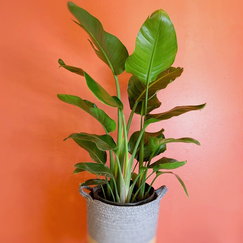 10" Strelitzia Nicolia