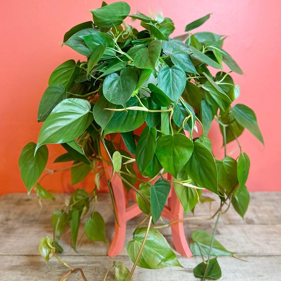 8"hb Philodendron Cordatum