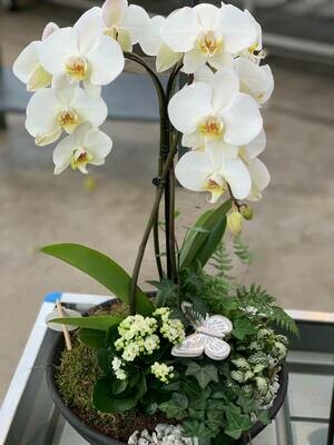 Orchideeën coupe als geschenk bij een ontbijtmand Orchideeën coupe als geschenk bij een ontbijtmand