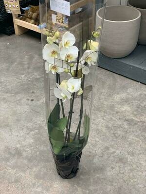 2 taks orchidee als geschenk bij een ontbijtmand 2 taks orchidee als geschenk bij een ontbijtmand