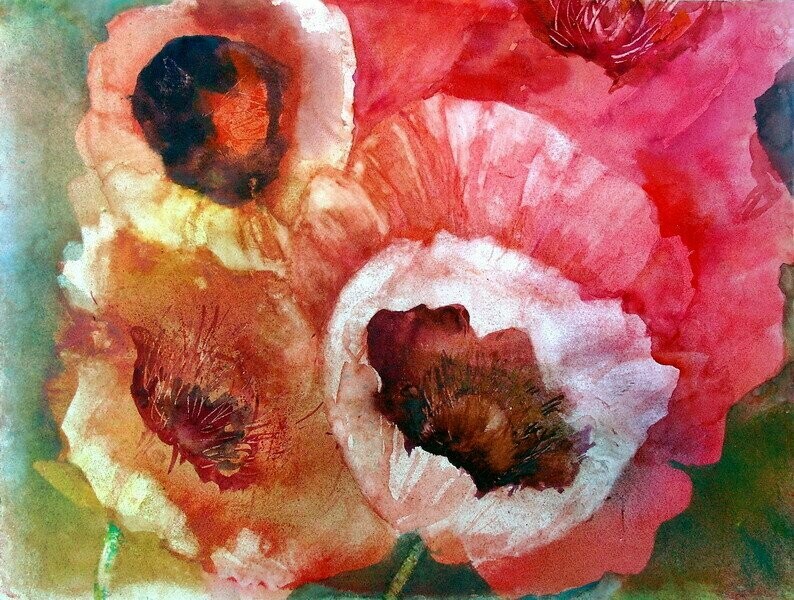 Scheinmohn