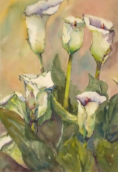 Calla