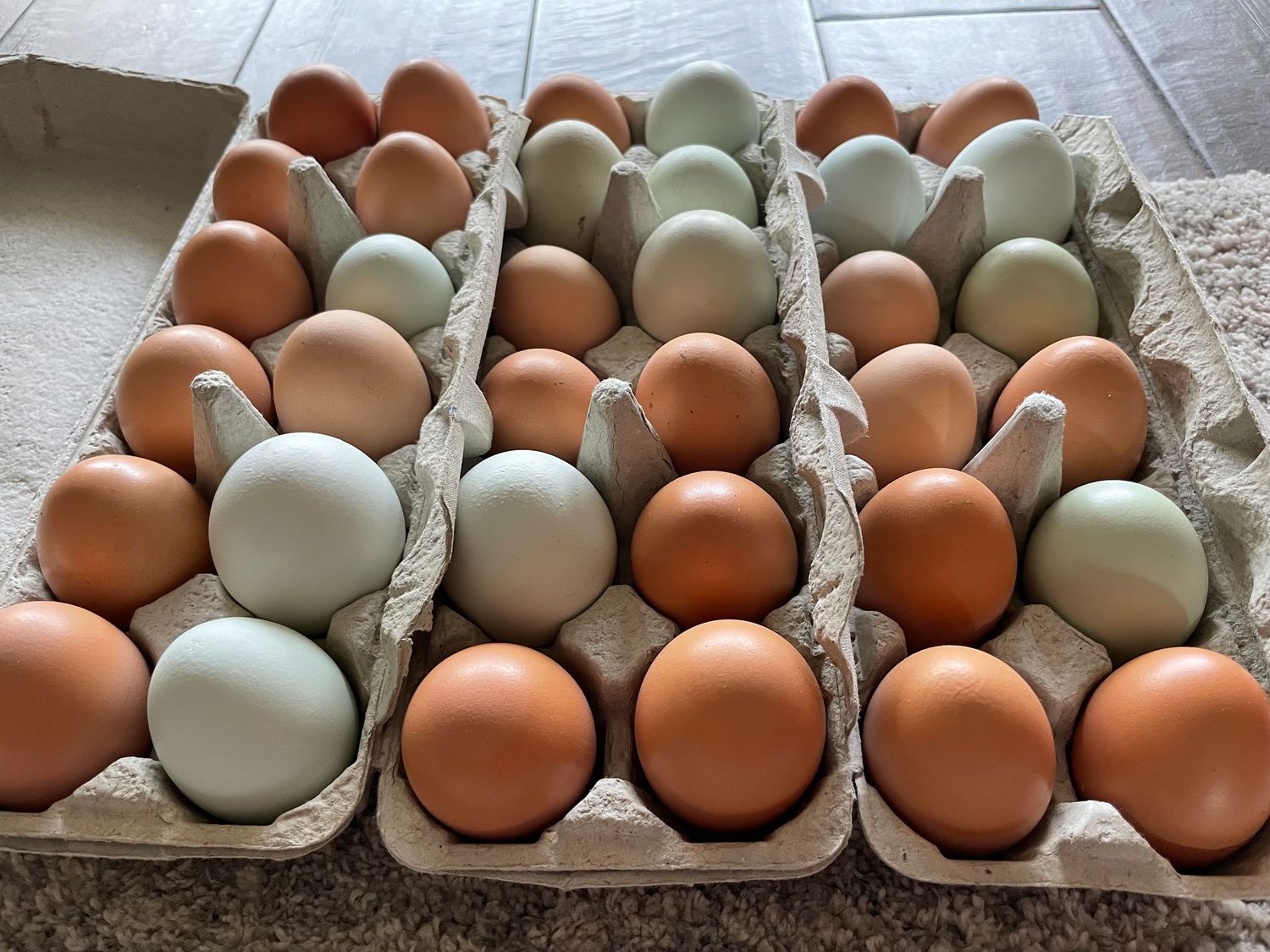 Organic Free Range Colored Eggs